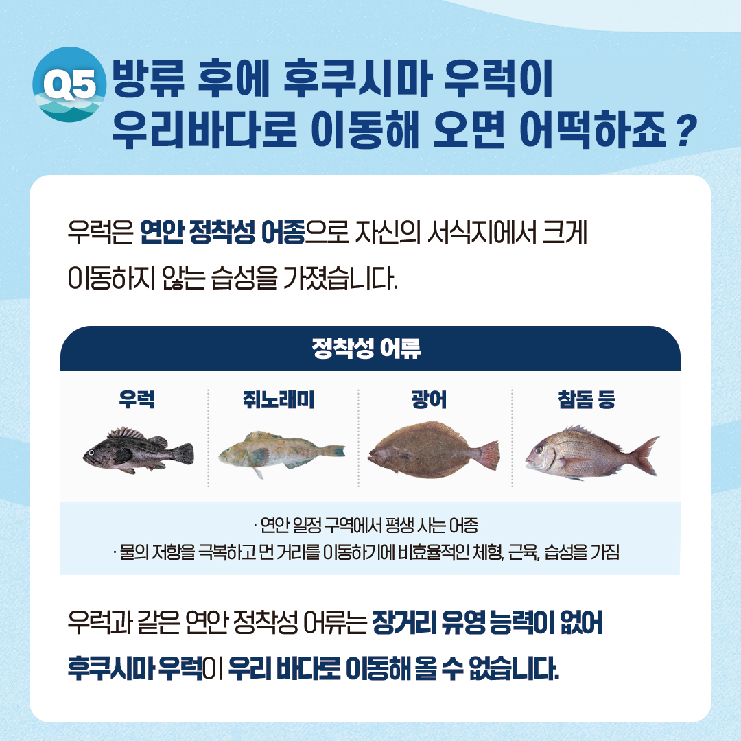 방류 후에 후쿠시마 우럭이 우리바다로 이동해 오면 어떡하죠? 우럭은 연안 정착성 어종으로 자신의 서식지에서 크게 이동하지 않는 습성을 가졌습니다. 정착성 어류 우럭 쥐노래미 광어 참돔 등 연안 일정 구역에서 평생사는 어종 물의 저항을 극복하고 먼 거리를 이동하기에 비효율적인 체형, 근육, 습성을 가짐 우럭과 같은 연안 정착성 어류는 장거리 유영 능력이 없어 후쿠시마 우럭이 우리 바다로 이동해 올 수 없습니다.